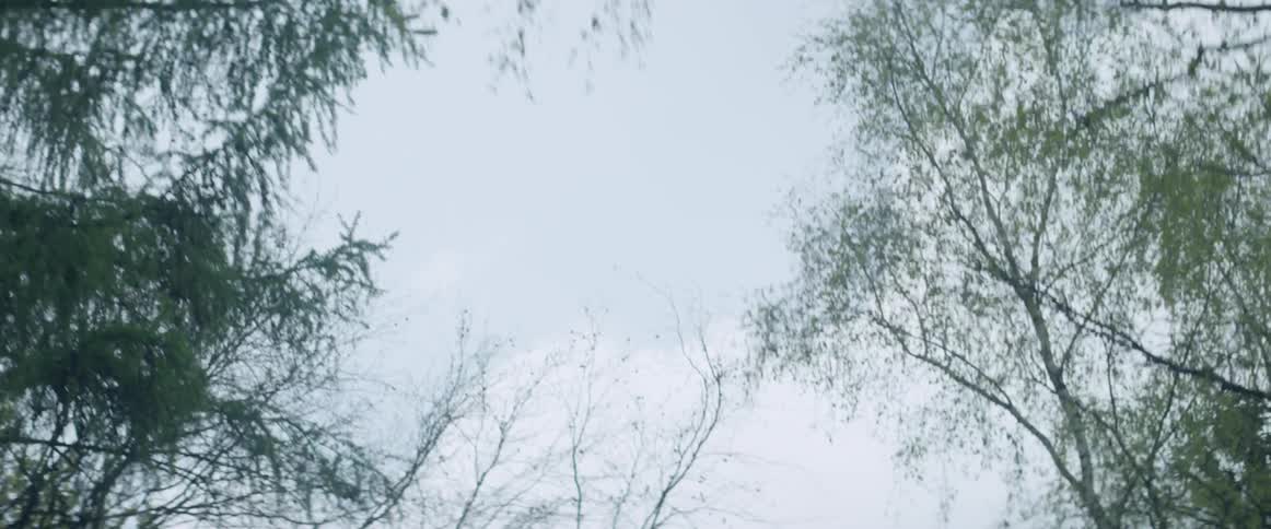Looking up between the trees of the forest