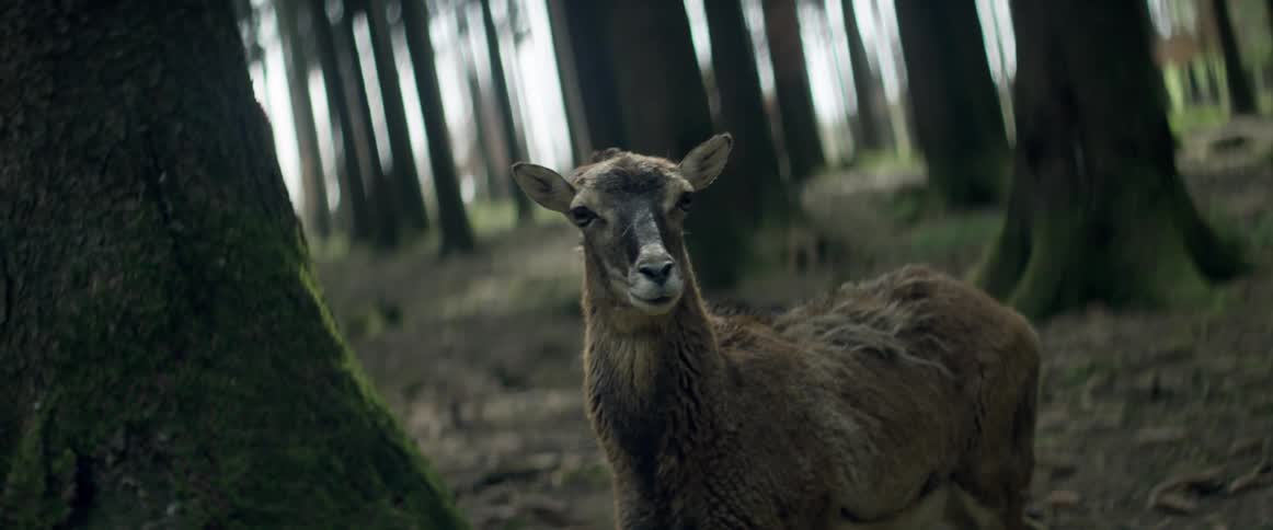 A deer is standing in a forest during the day