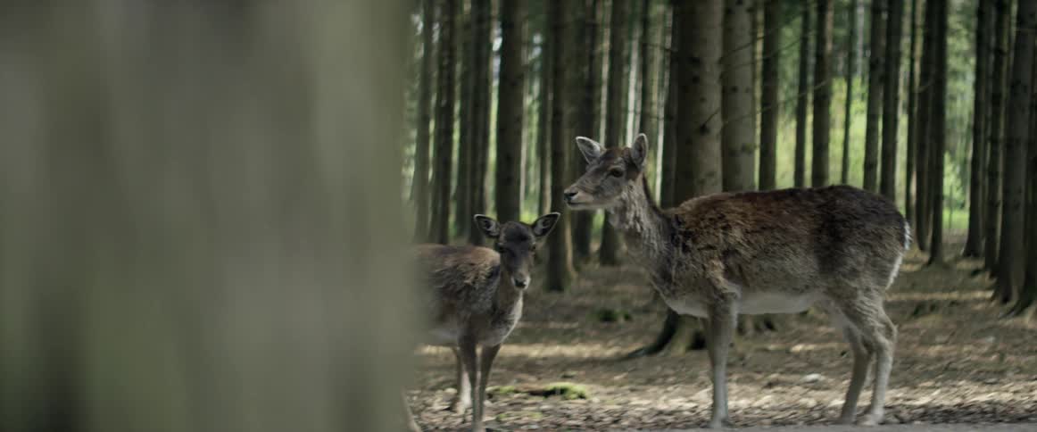 Two deer are standing in the woods eating