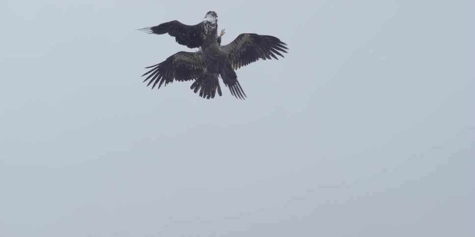 Two eagles are fighting incredibly in the air