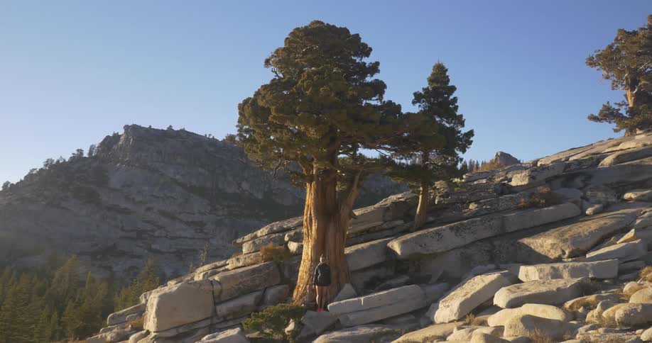 A woman standing before a tree on a cliff in a mountainous area