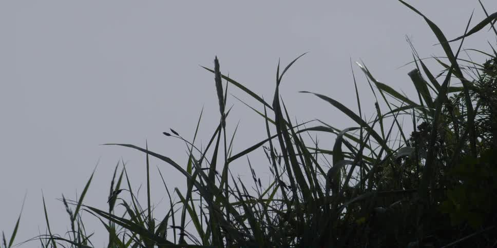 Grass stalks are blowing in the wind on an overcast day