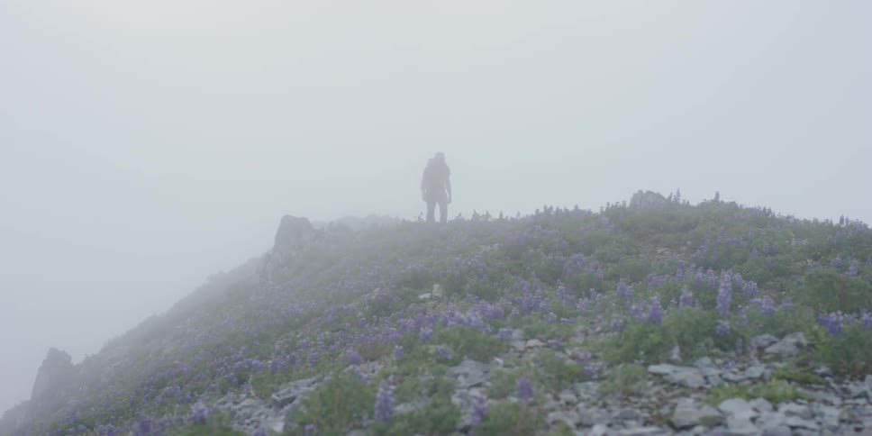 Lavender flowers are blooming on a fog covered hillside as someone walks past them
