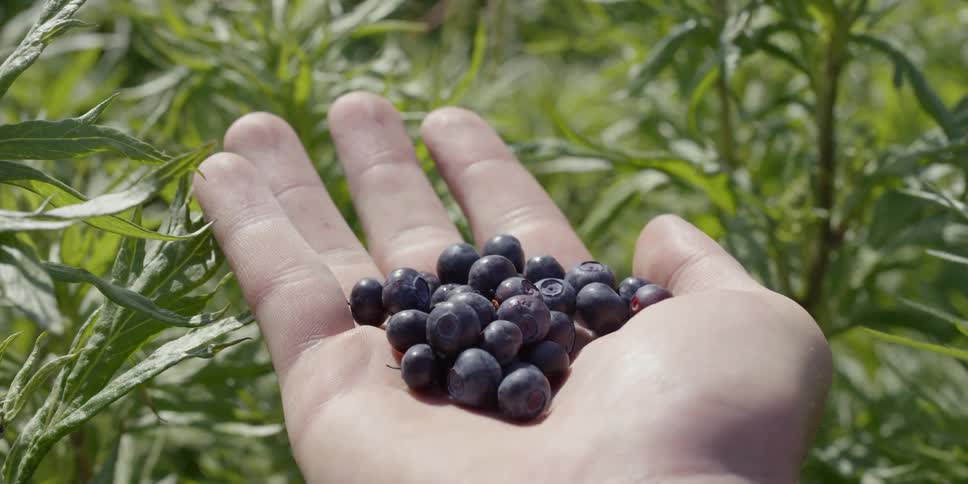 A hand carrying blueberries is opening to reveal the berries