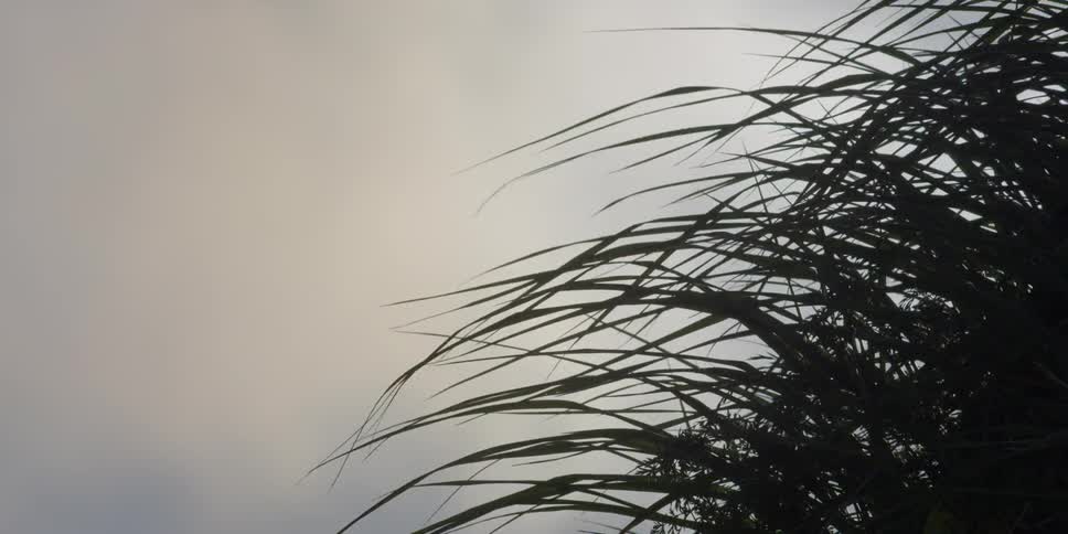 Grass is blowing in the breeze