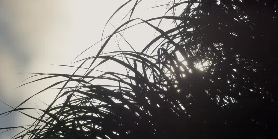 Grass is swaying in the breeze