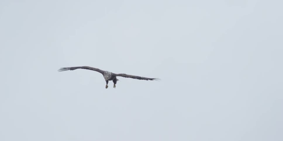 An eagle is flying near the ground