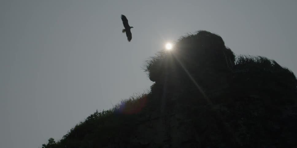 An eagle flies above a grassy hill