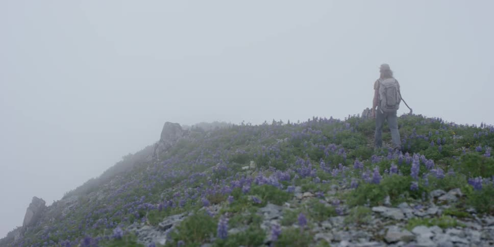 Someone is walking along the ridge of a mountain with purple flowers blooming on it