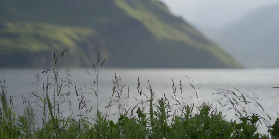 Grass waving in the wind near a lake