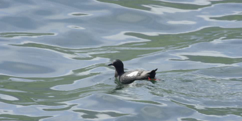 A bird dips its head in water then swims on the surface