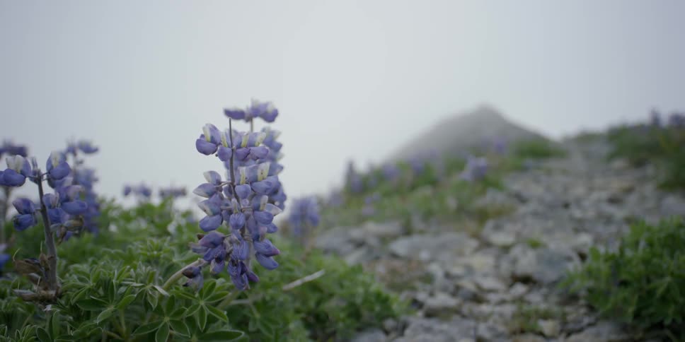 Wildflowers blow in the wind on a rocky trail