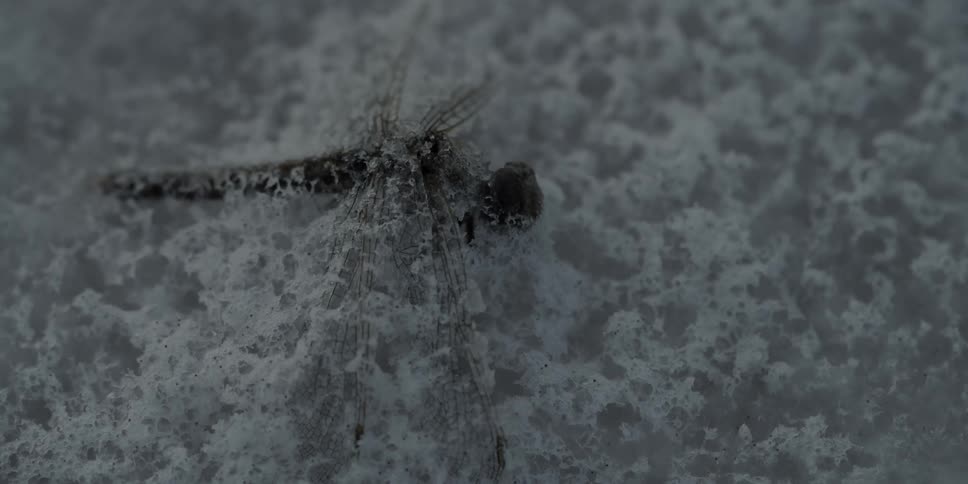 A dead dragonfly covered in snow