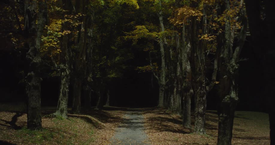 Light shines through a tree-lined path