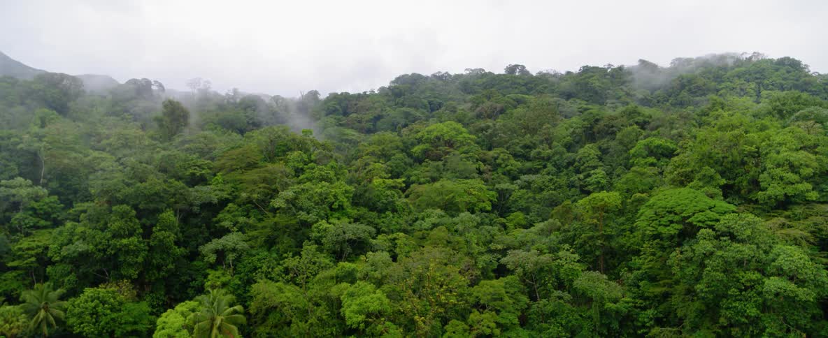 Tree tops of a green forest is covered by fog