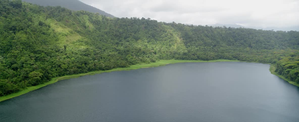 Dense green forest is next to a large body of water