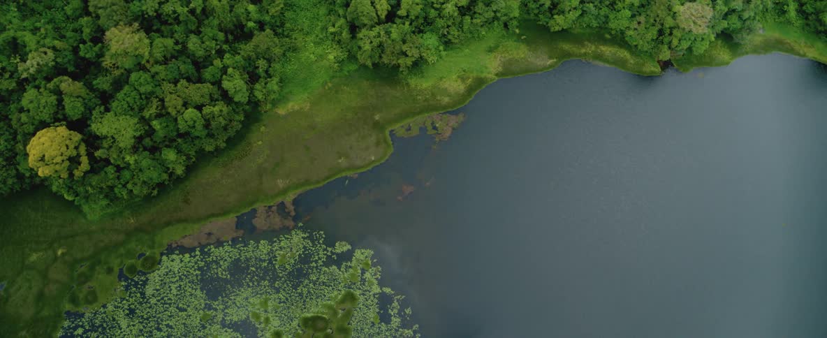 The swampy water is surrounded by trees