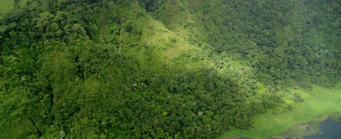 Trees cover a mountainside next to a lake