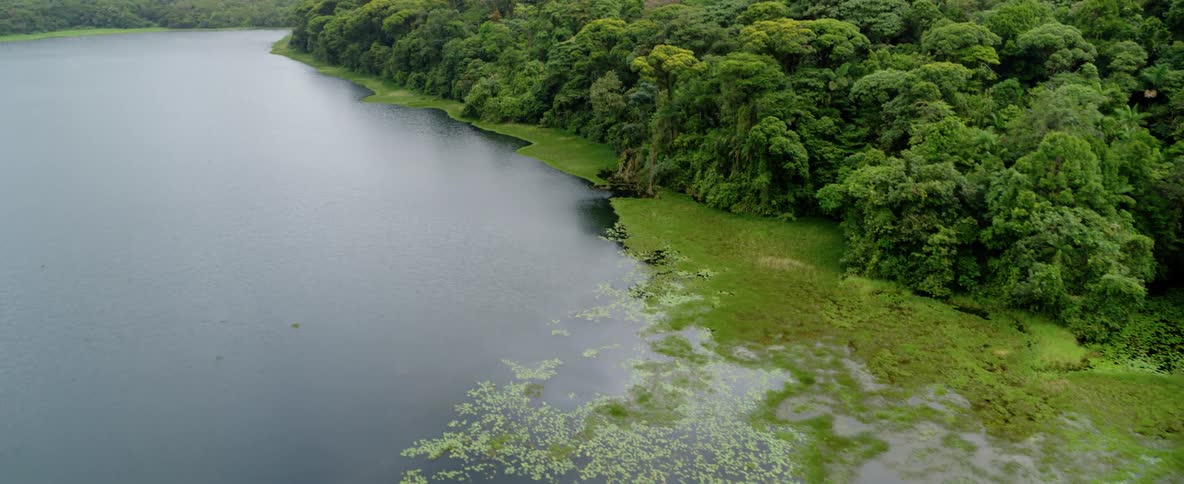 Grassy area at edge of lake next to lush green forest
