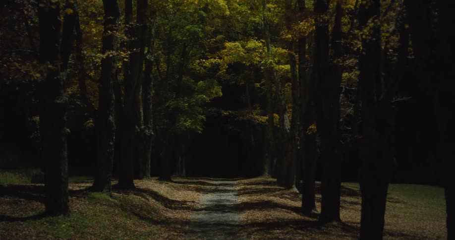 A flashlight is illuminating a dark forest at night