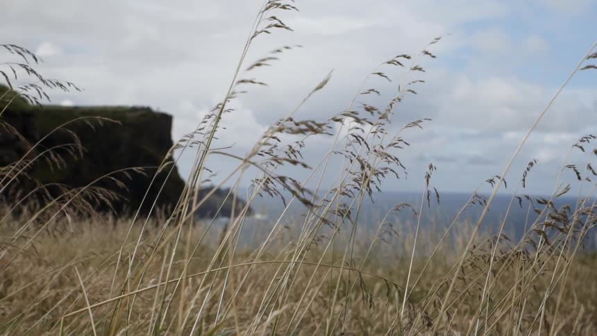 Grass stalks sway in the breeze near the coast on a cloudy day
