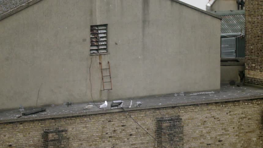 Birds are on a rooftop ledge of an old building