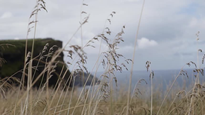 Grass is blowing in the breeze
