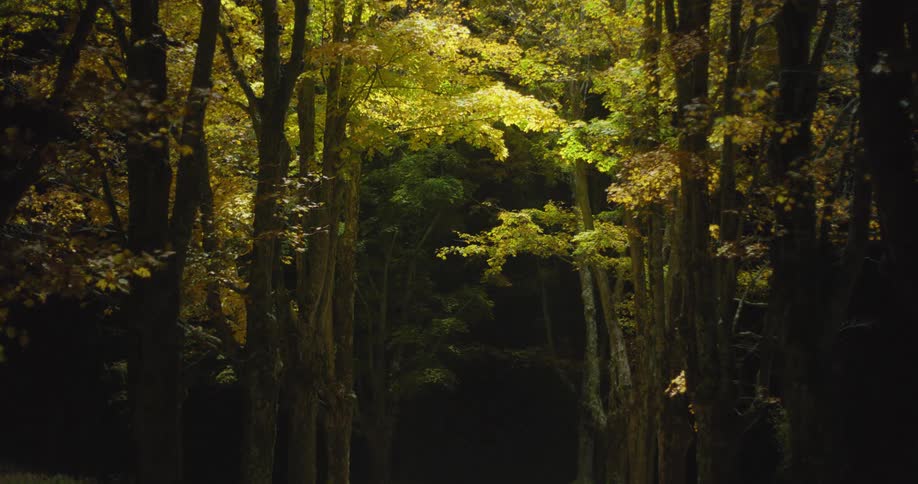 Flashlight is shining on the trees of a forest at night