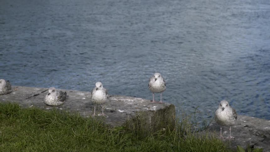Birds on a rock wall near the ocean