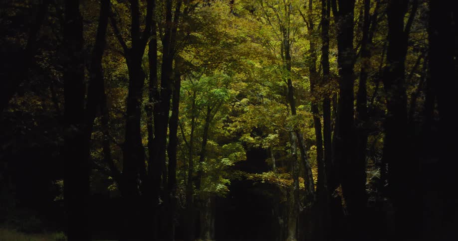Lights shine on forest trees at night