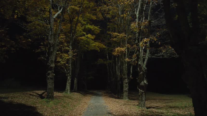 A passing light illuminates a tree-lined path