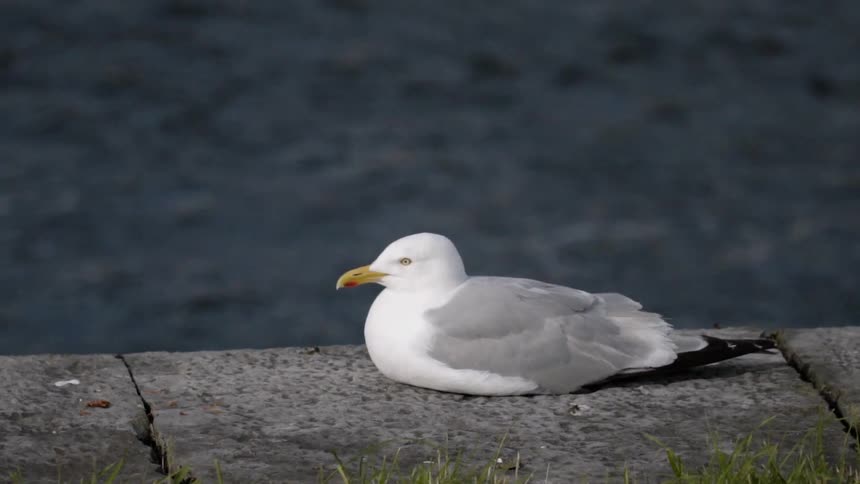 A seagull on a brick