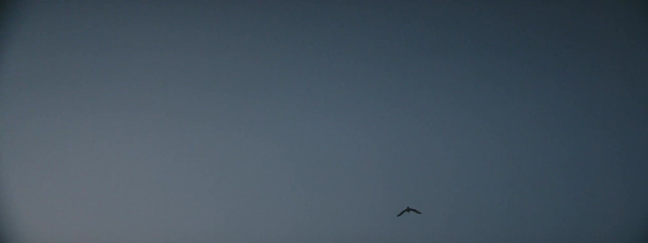 Seagulls are flying in the sky at dusk