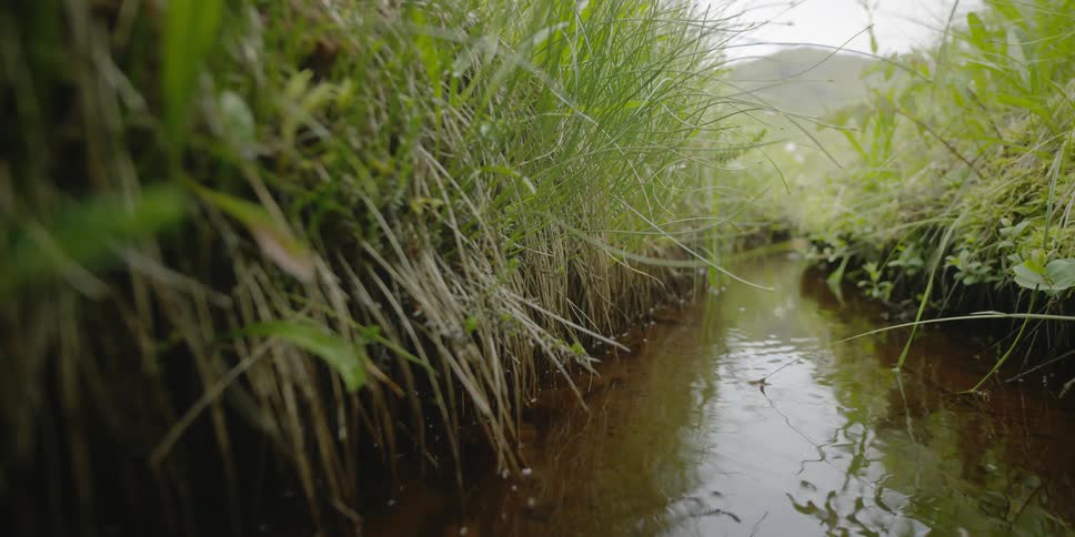 Brown water flows gently down a narrow stream