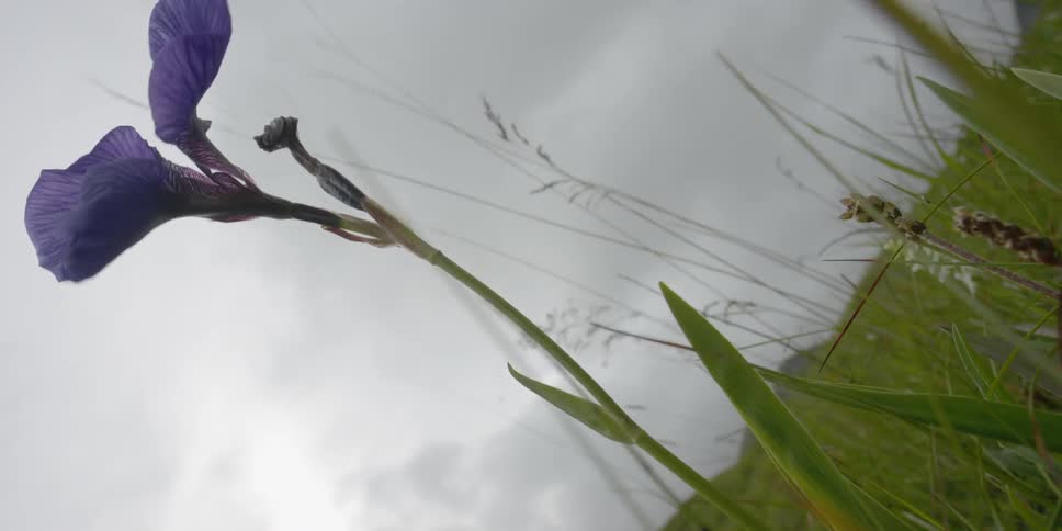 Wild iris sways in the breeze