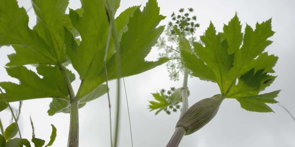 Wind blows through leaves on a plant