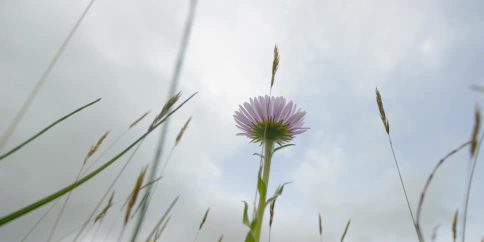 A purple flower has bloomed in a field of weeds