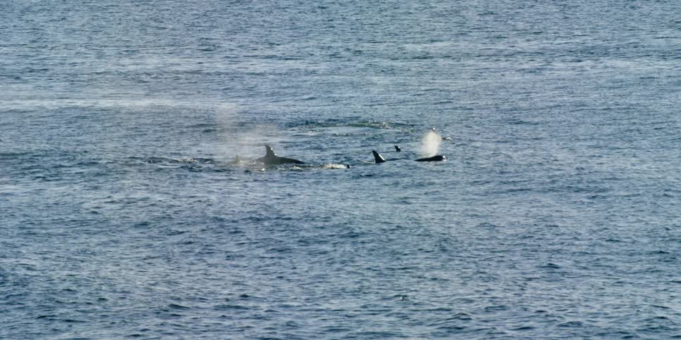 A pod of dolphins swimming
