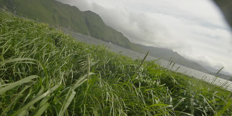 The wind is blowing the tall grass by the water