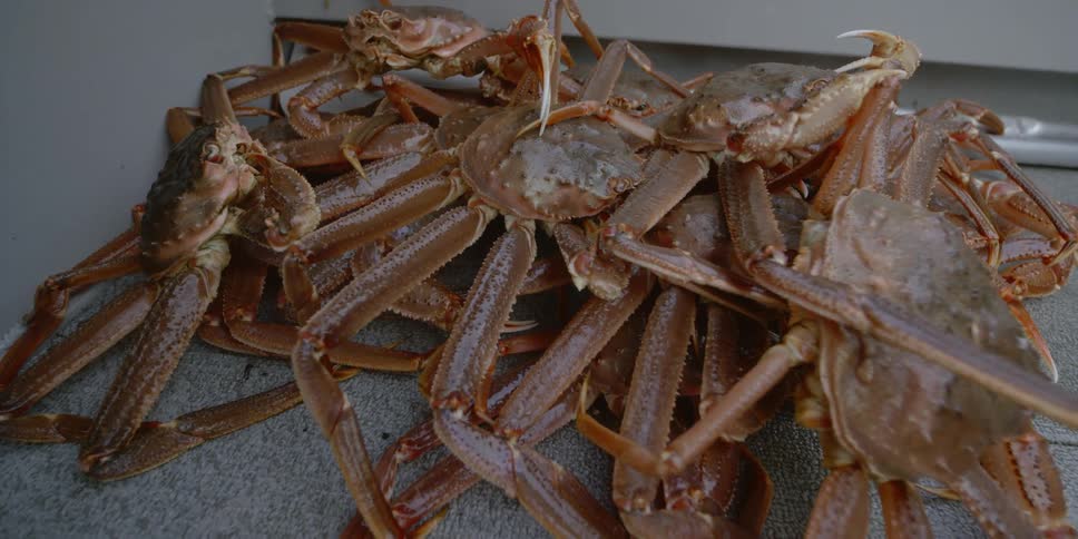 Crabs sit stacked on each other moving their claws