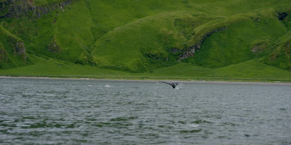 A whale is moving around in the water ahead