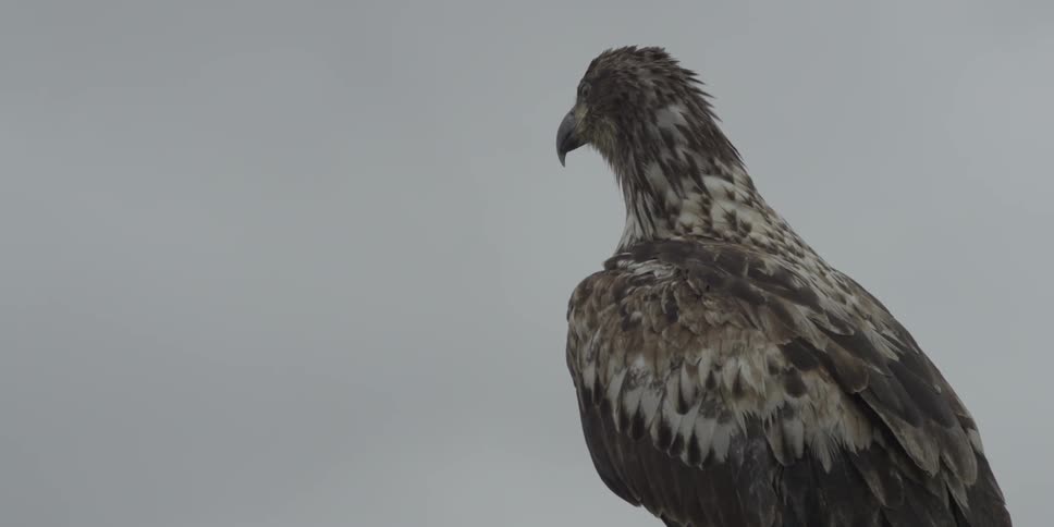 An eagle looks around on a windy day