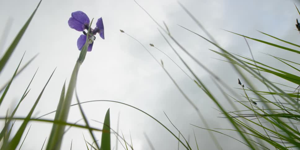 A purple flower shakes in the breeze