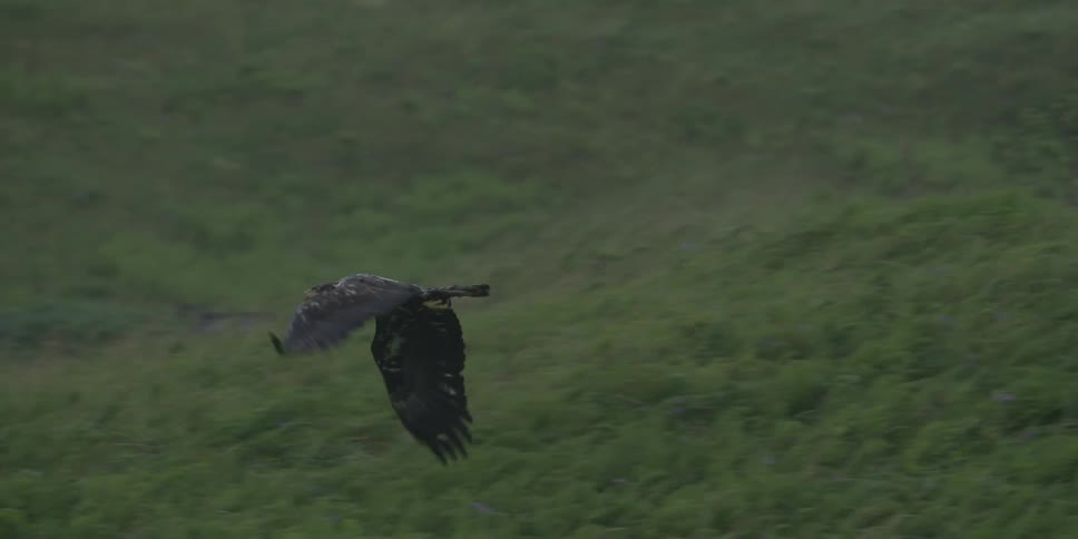 Eagle flies over grassy field