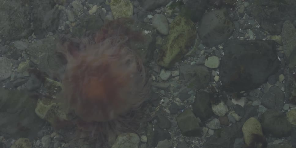 A jelly fish under the water