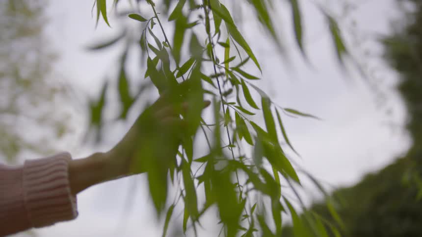 Someone is running their fingers through leaves on a tree