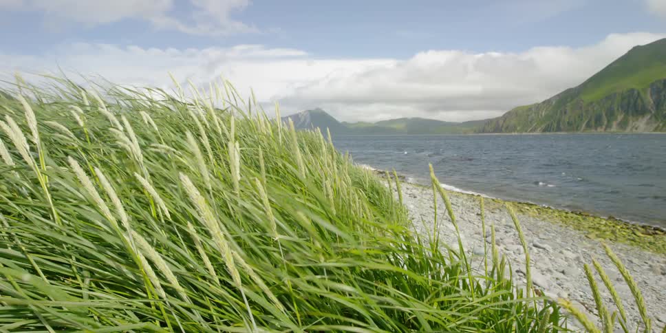 Weeds blow in the wind near a body of water