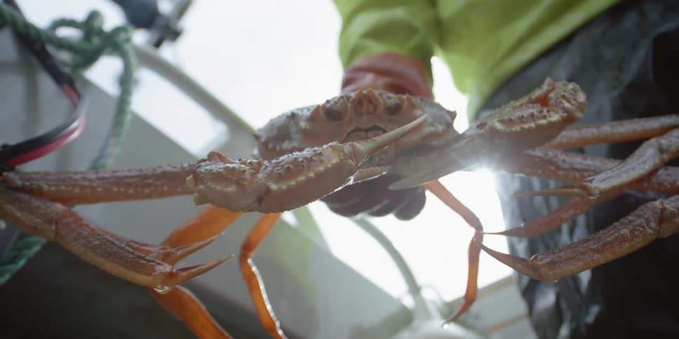 A fisherman on a boat holds a large crab