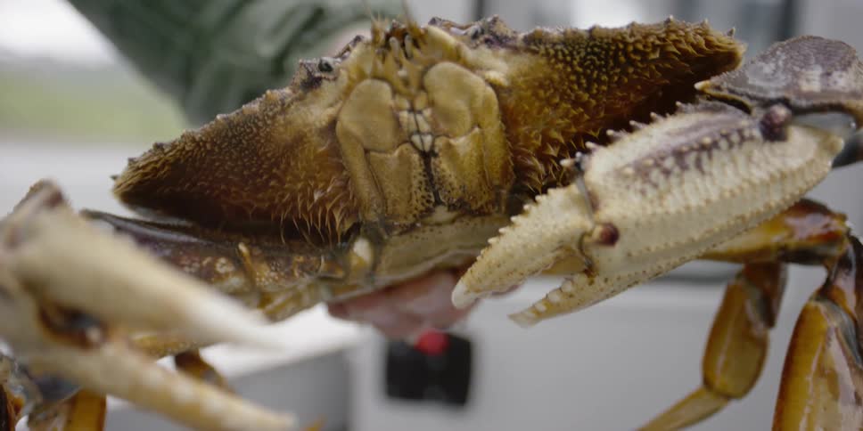 A person lifts a crab on a boat