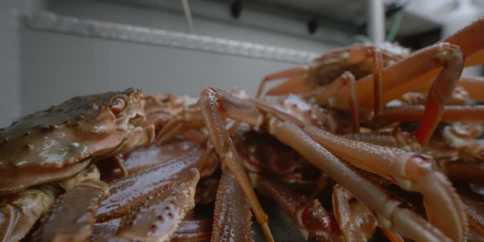 Crabs in a container on a fishing boat move about